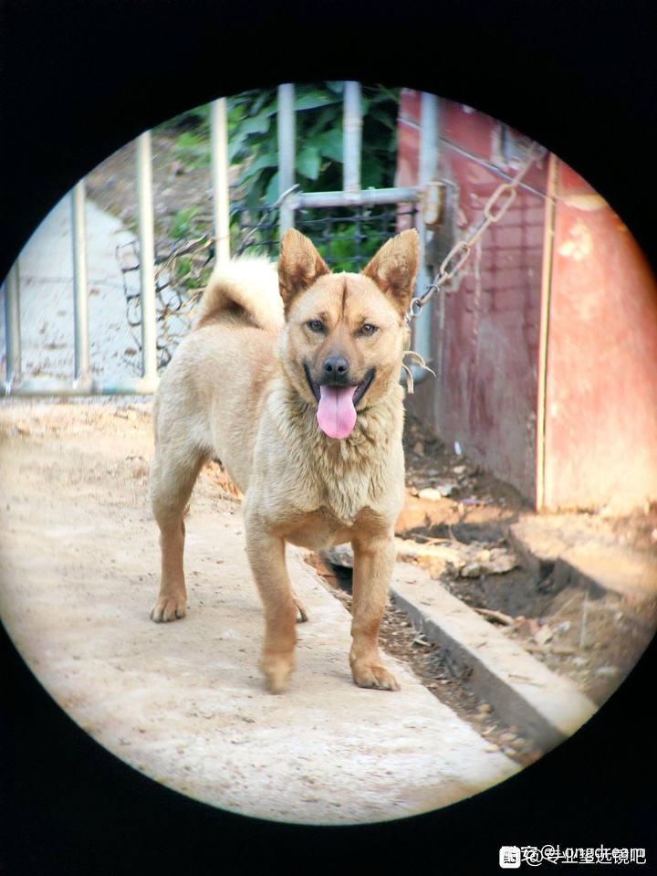 望远镜哪个牌子好 大佬教你怎么淘宝选择望远镜