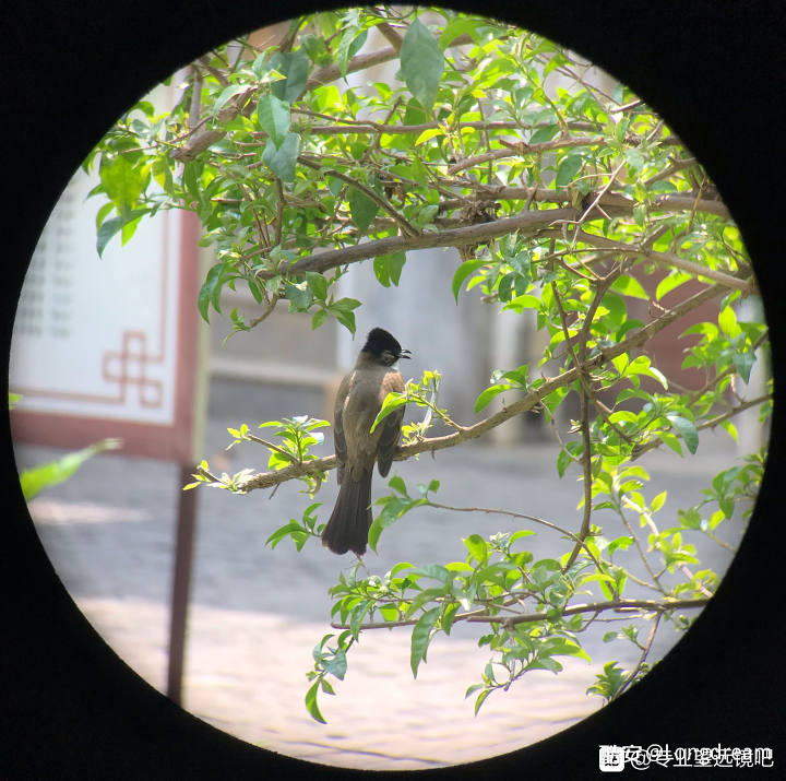 望远镜哪个牌子好 大佬教你怎么淘宝选择望远镜